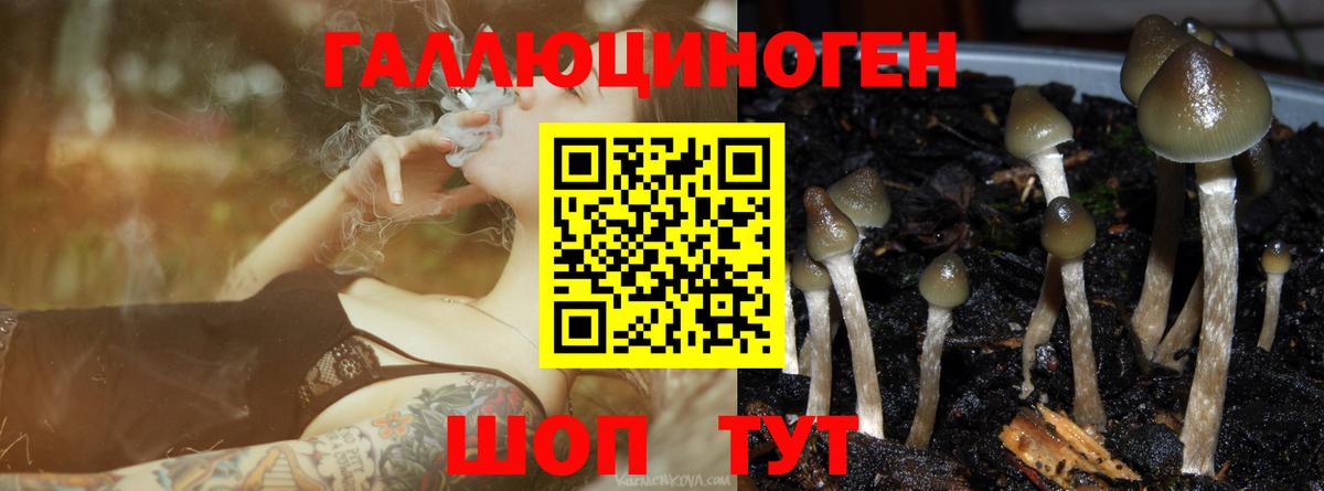 Псилоцибиновые грибы Cubensis  Галлюциногенные грибы Cubensis  Новый Уренгой  магазин продажи   Вход с VPN 